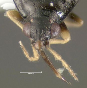 Media type: image;   Entomology 619177 Aspect: head frontal view